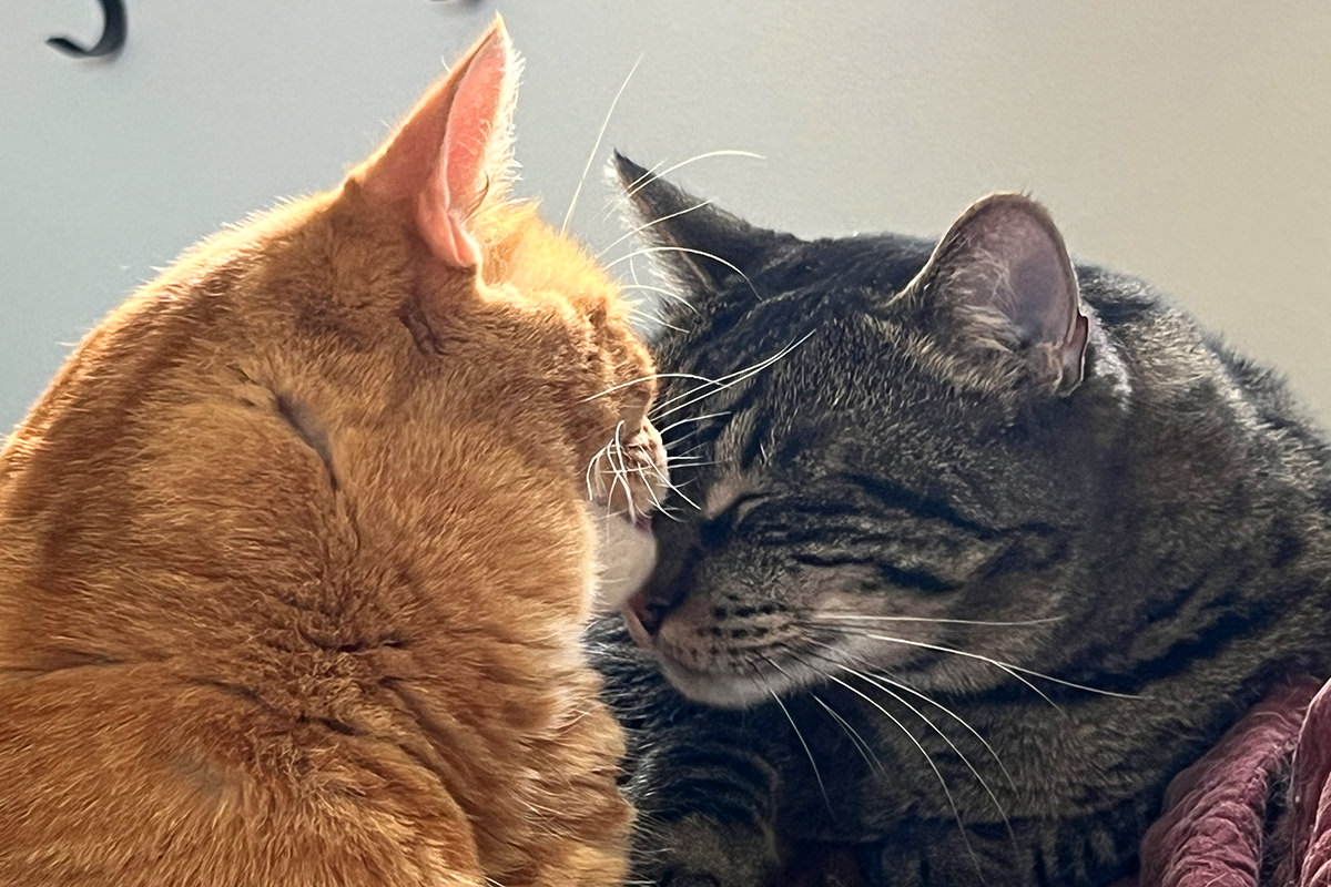 Jenny licking Jake's head.