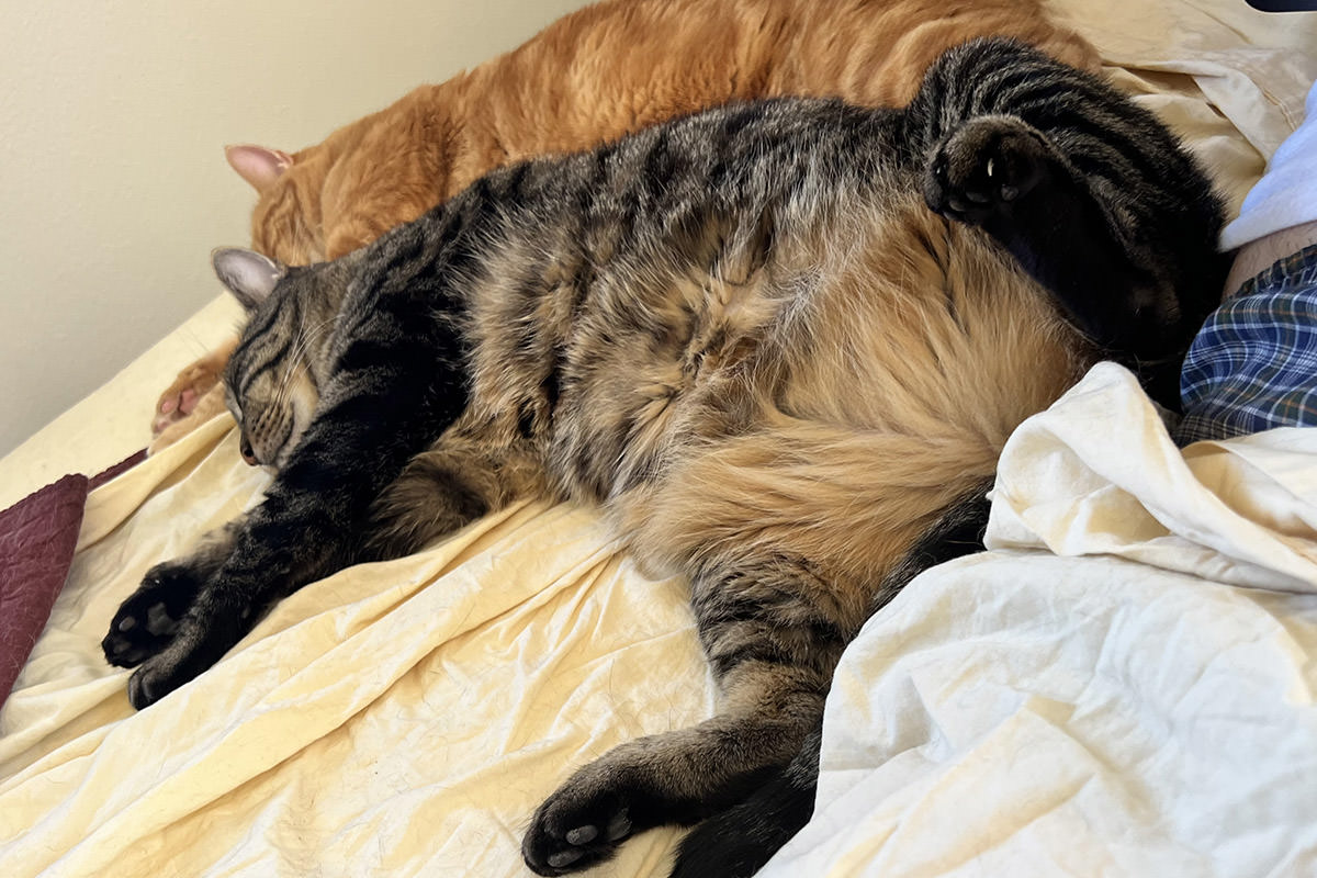 Jake sleeping upside-down while spread-eagle with Jenny in the background.