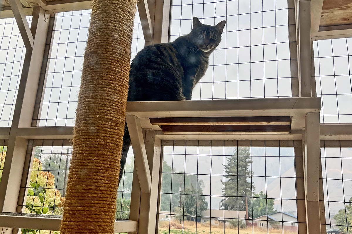 Jake out in the catio in the smoke.