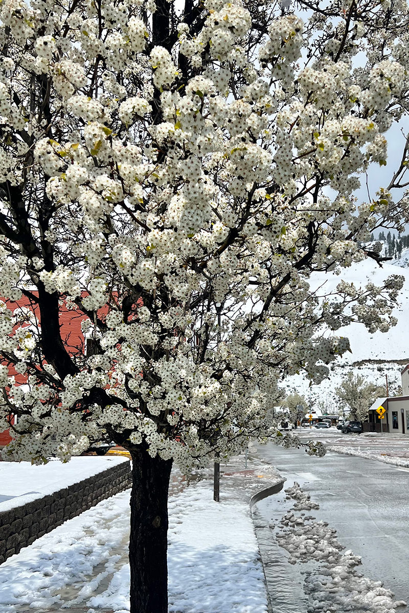 A tree in bloom pelted with snow.