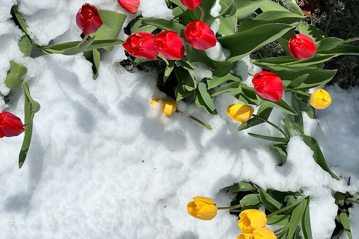 Tulips buried in the snow.
