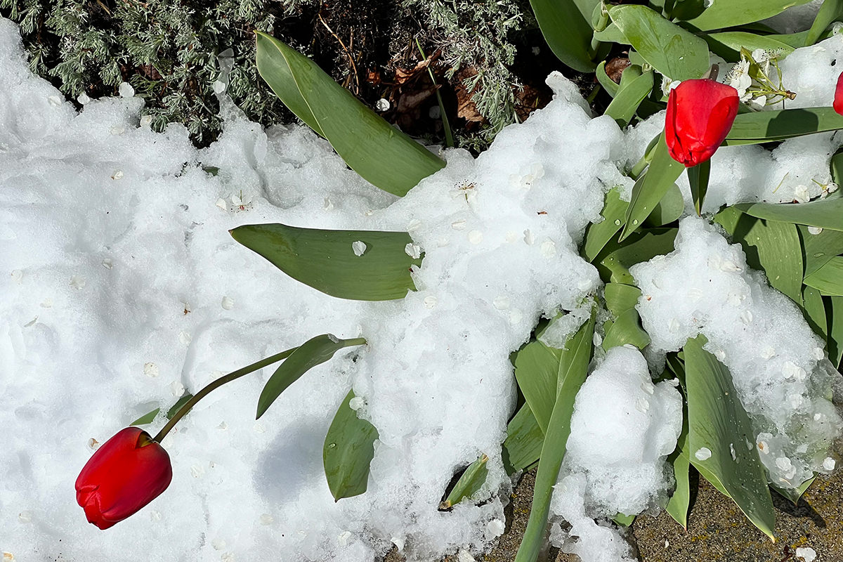 Tulips buried in the snow.