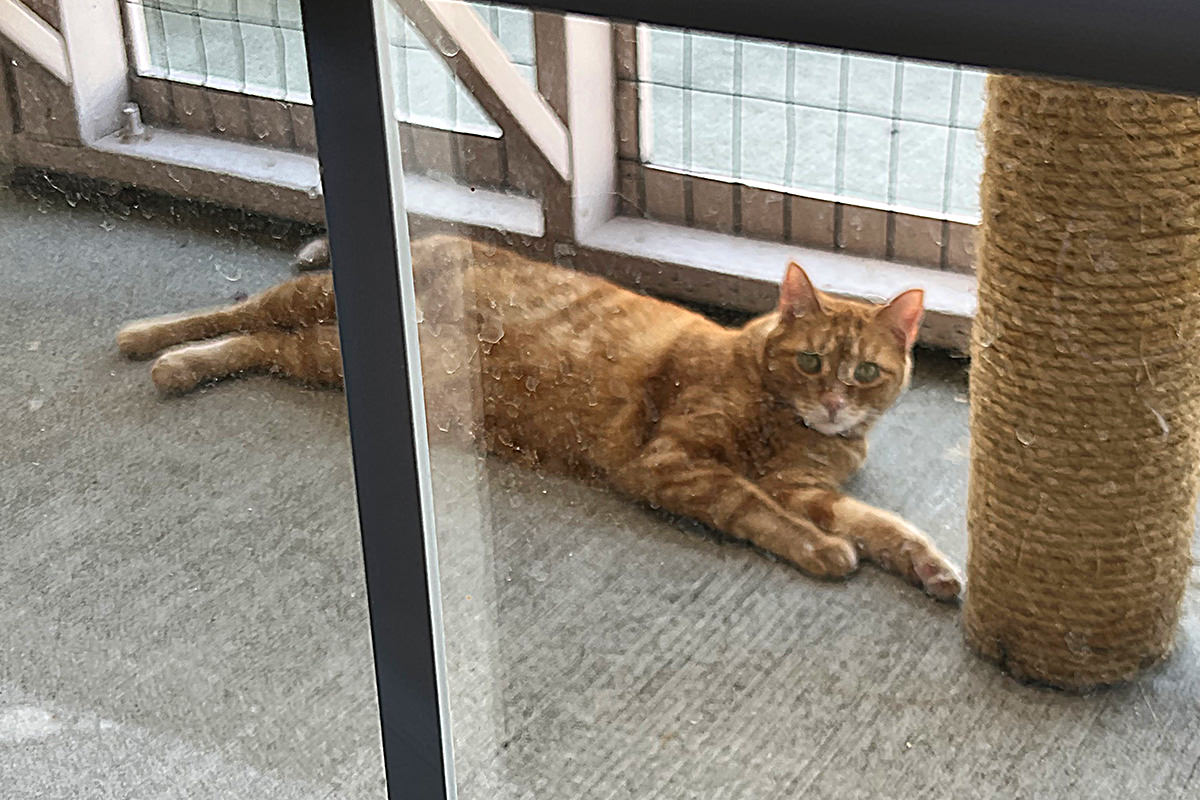 Jenny laying down in the catio.