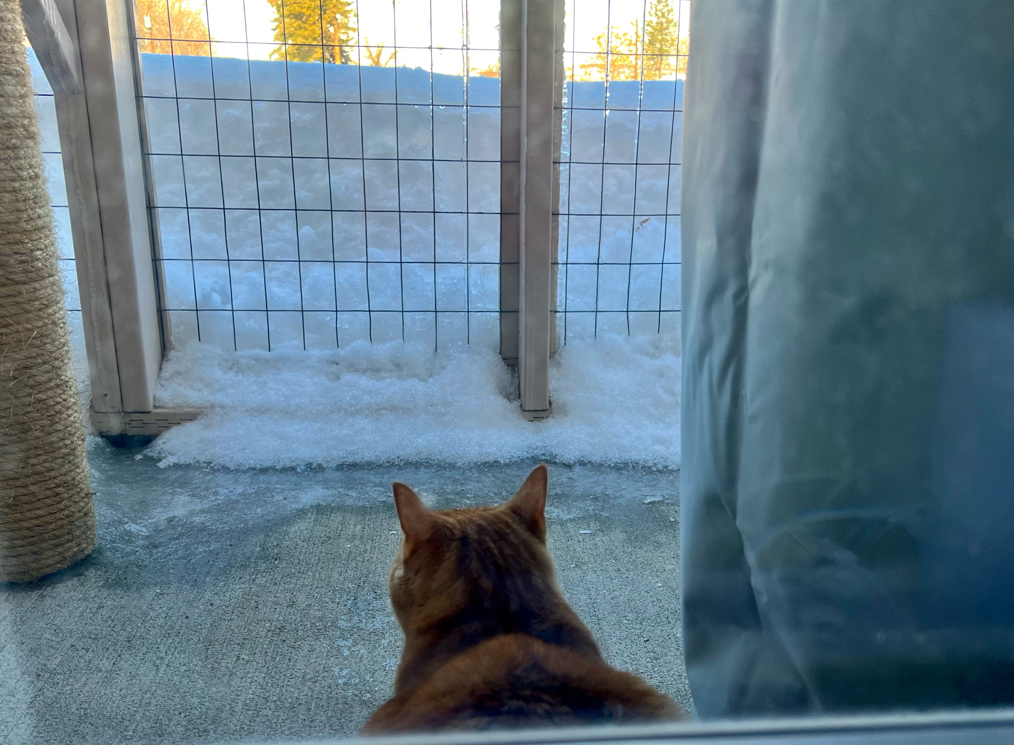 Jenny looking up at the snow, waiting for birds to come back.