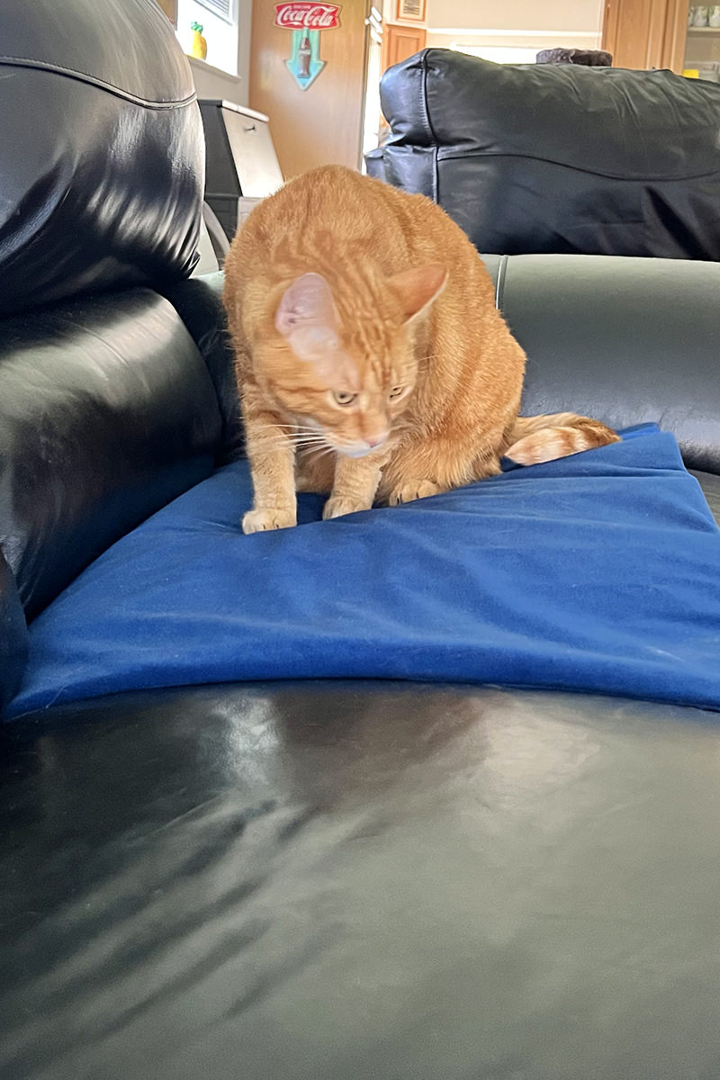 Jenny on the Warming Pad!