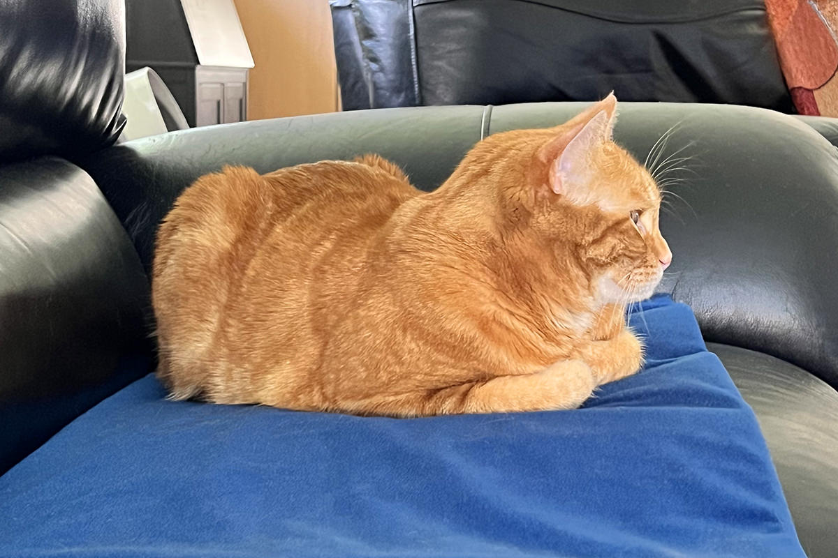 Jenny on the Warming Pad!
