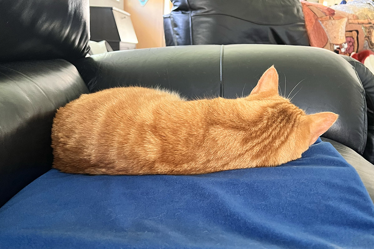 Jenny on the Warming Pad!