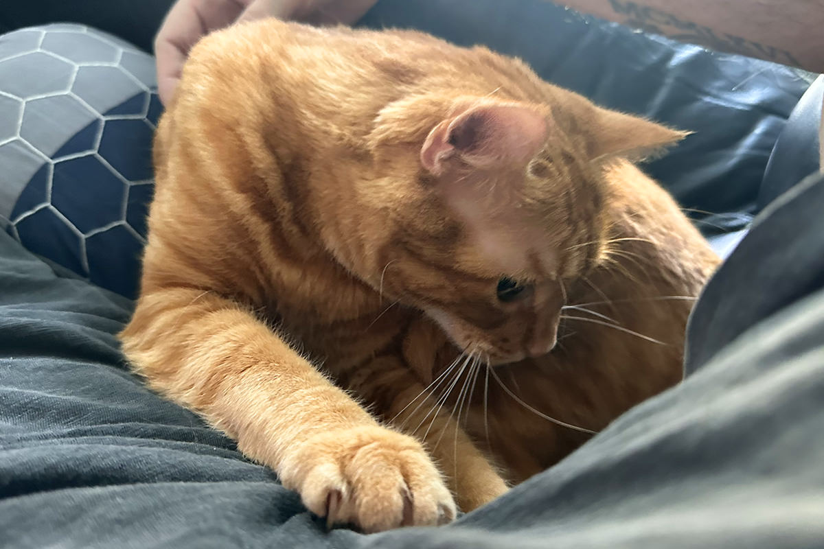 Jenny with her claws out.
