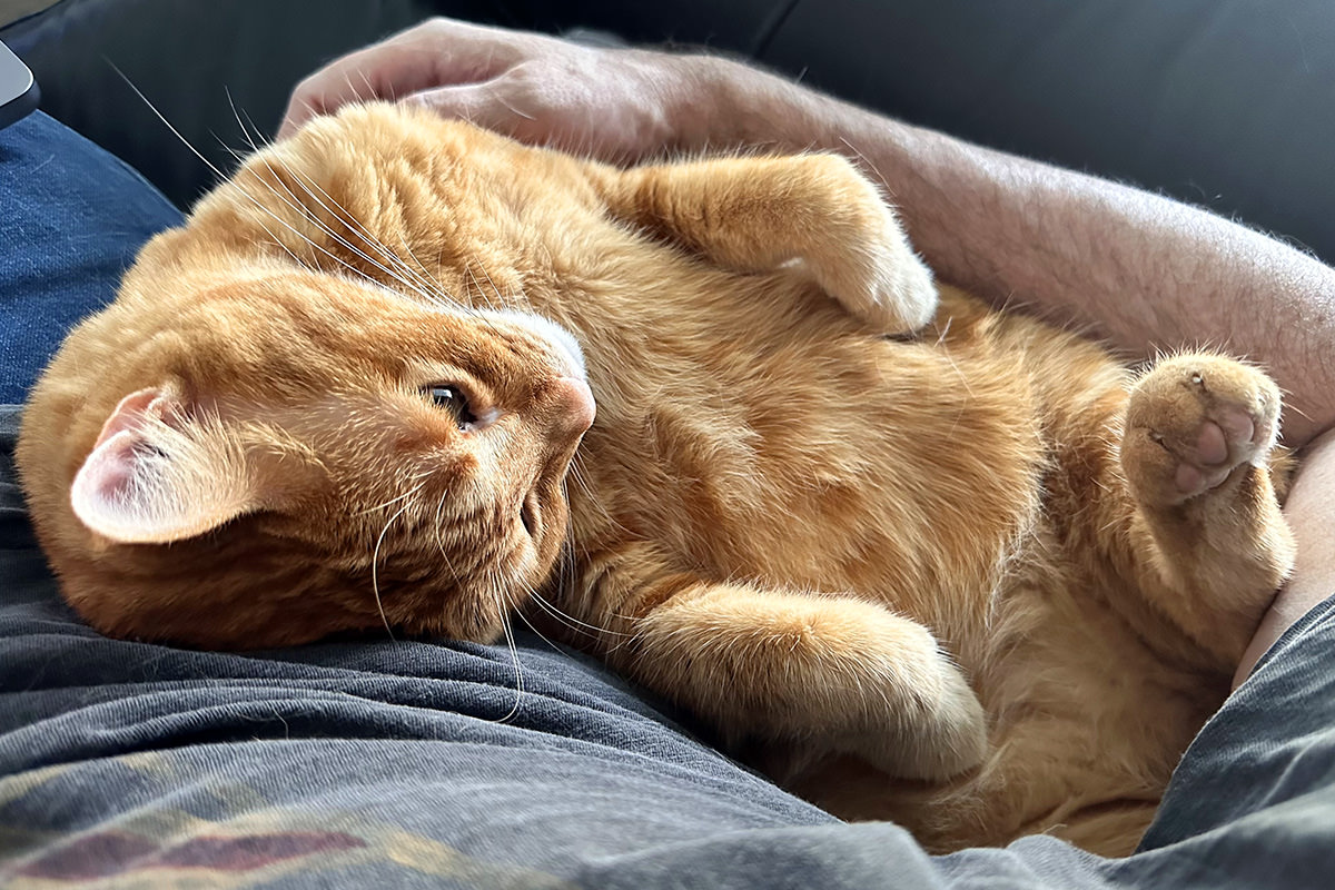 Jenny flopped over and ready for those belly rubs.