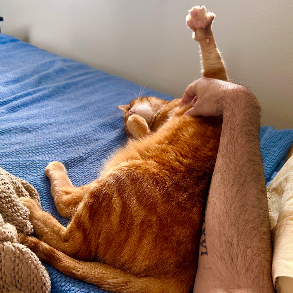 Jenny raising a paw to receive belly rubs!