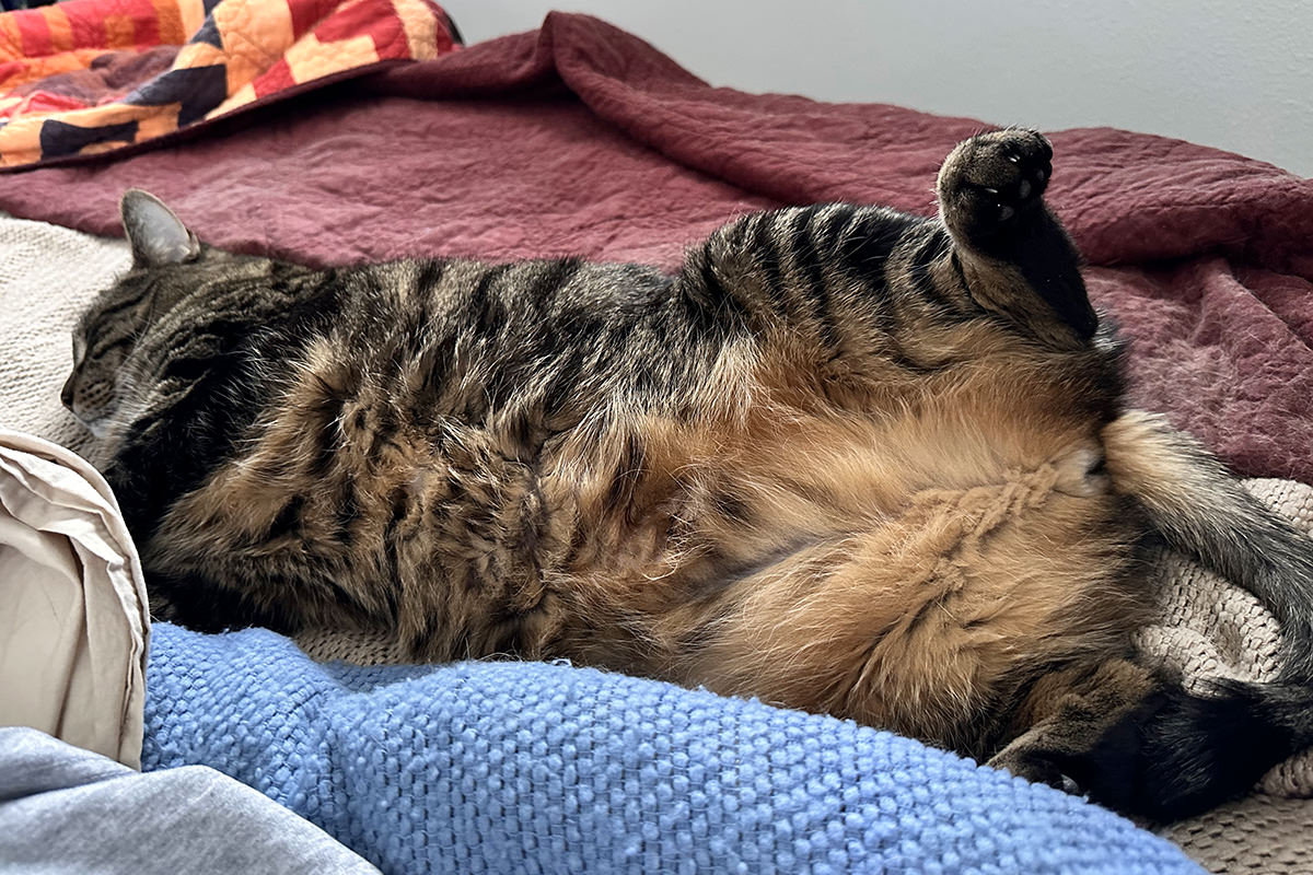 Jake is asleep with his fuzzy belly showing.