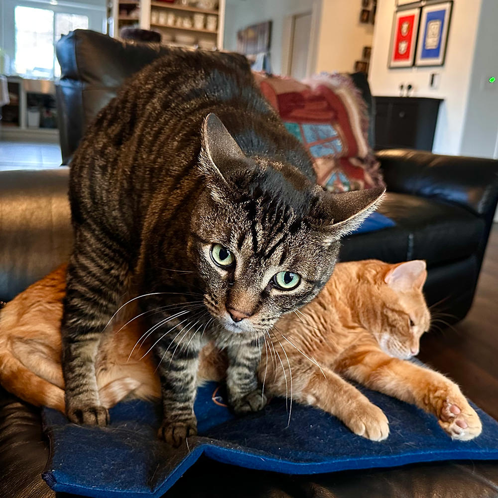 Jake getting ready to sit on his sister.
