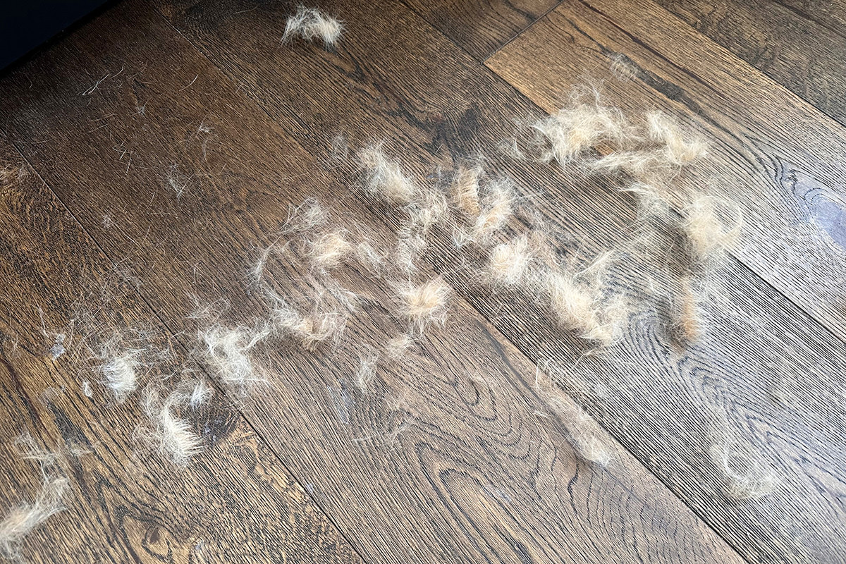 A mass of fur pulled out of Jenny by The Furminator.