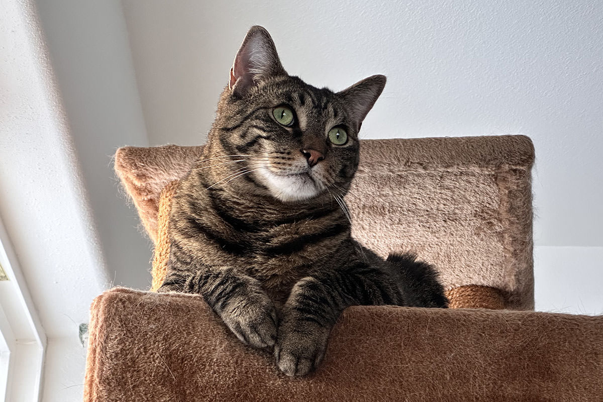 Jake on his cat tree staring out the window.