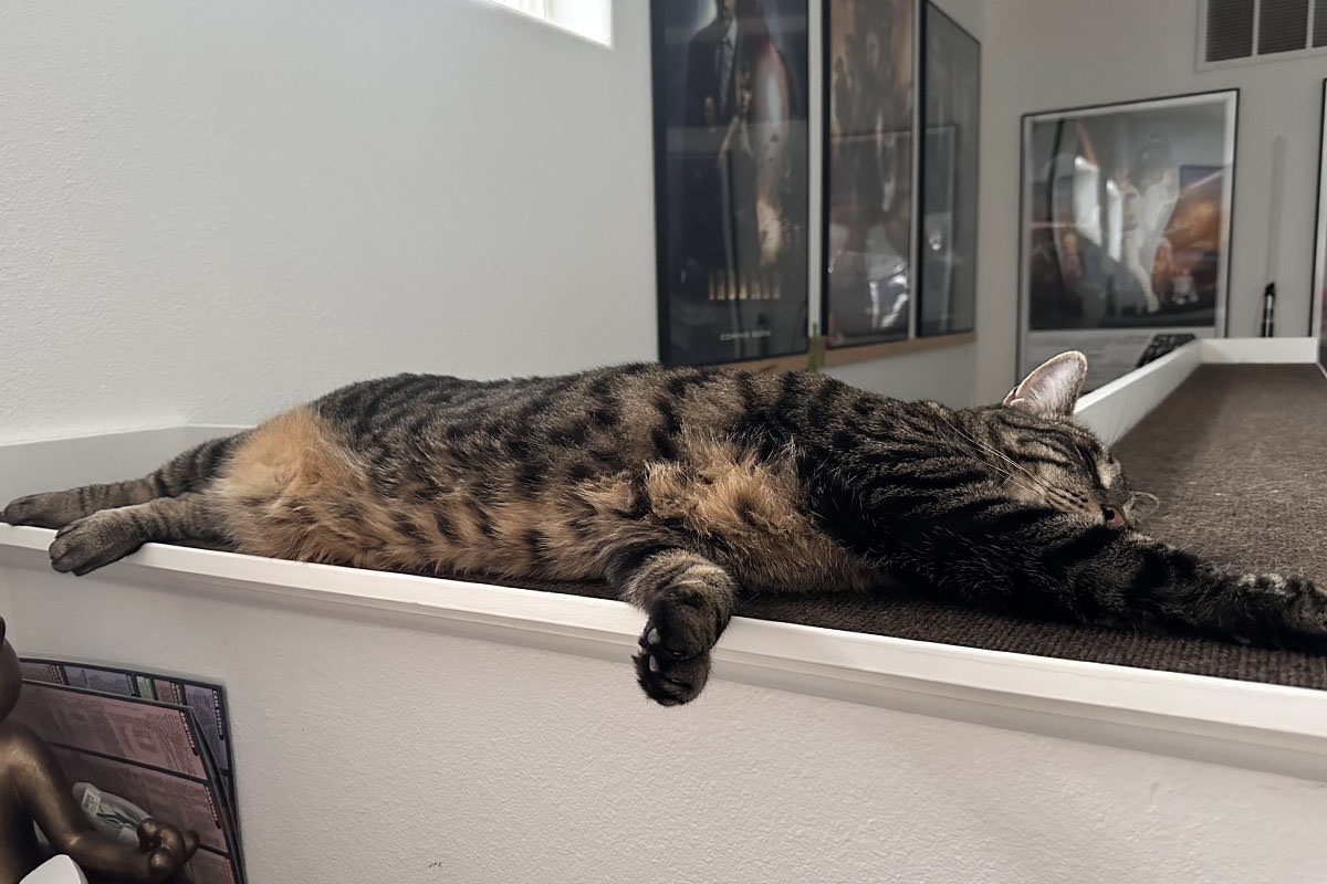 Jake sprawled out on his stair bannister shelf.