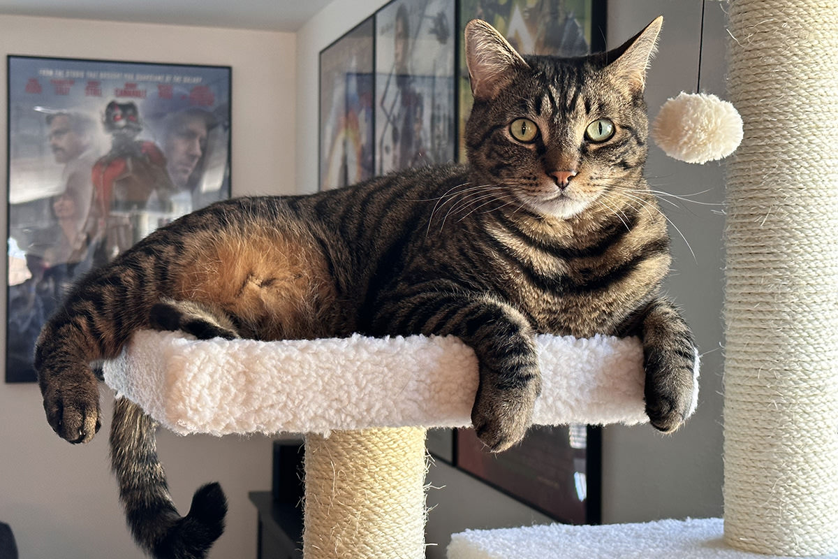 Jake looking non-plussed next to the fuzzy ball hanging next to him.