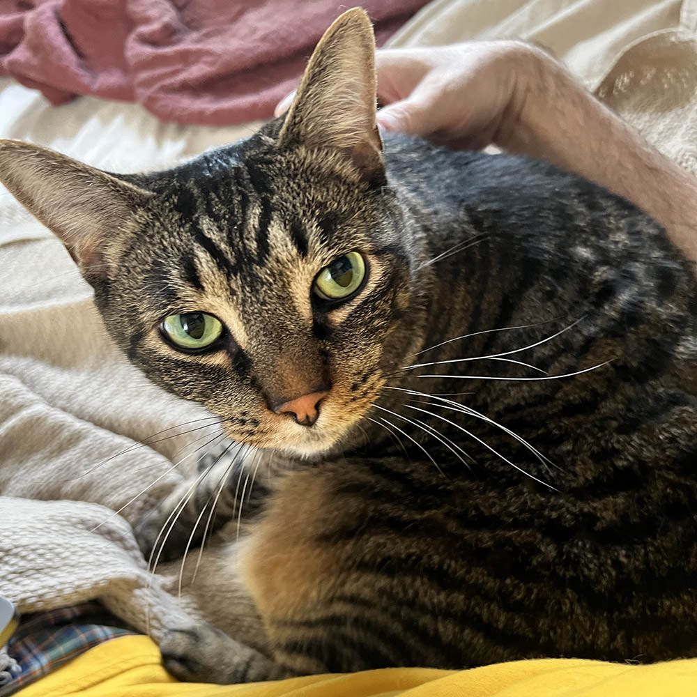 Jake looking up at me while sitting down getting pets.