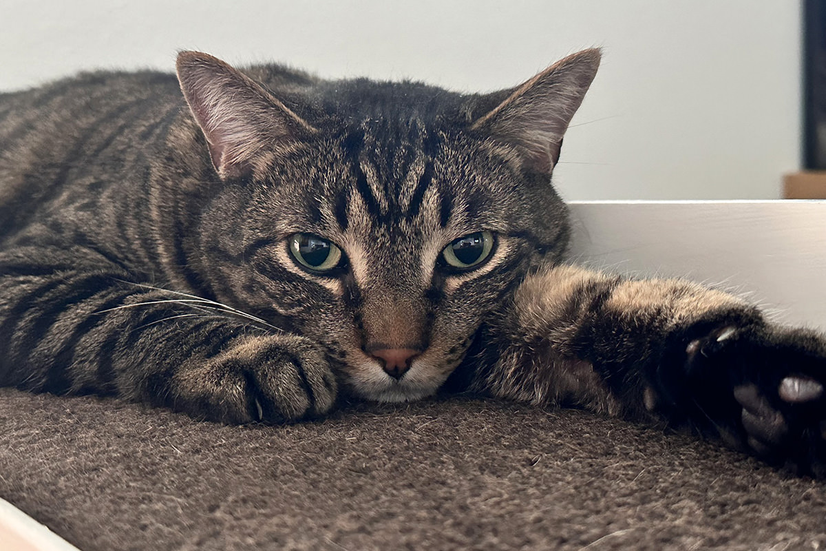 Jake on a ledge watching me.