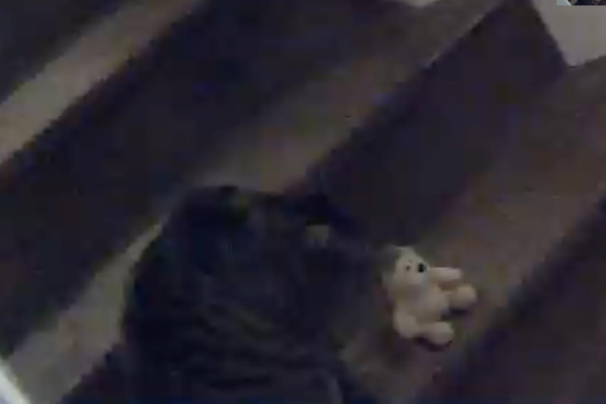 Jake sets Mufasa down on the step.