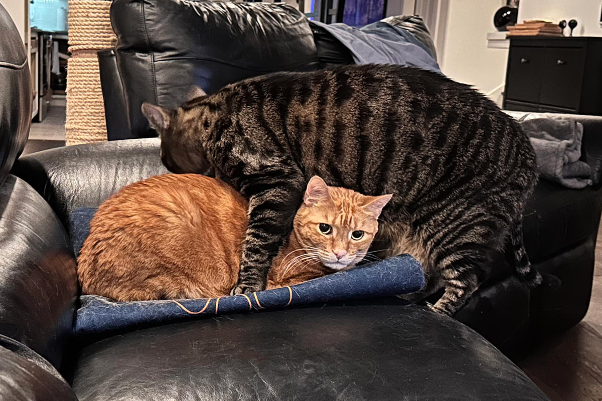 Jake climbing on top of Jenny on top of the warming pad.