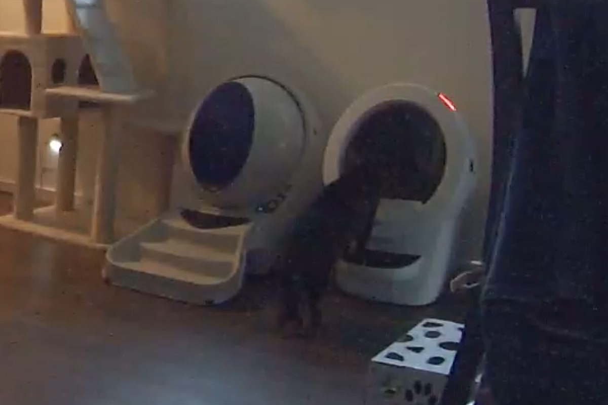 Jake looking in the Litter-Robot 4