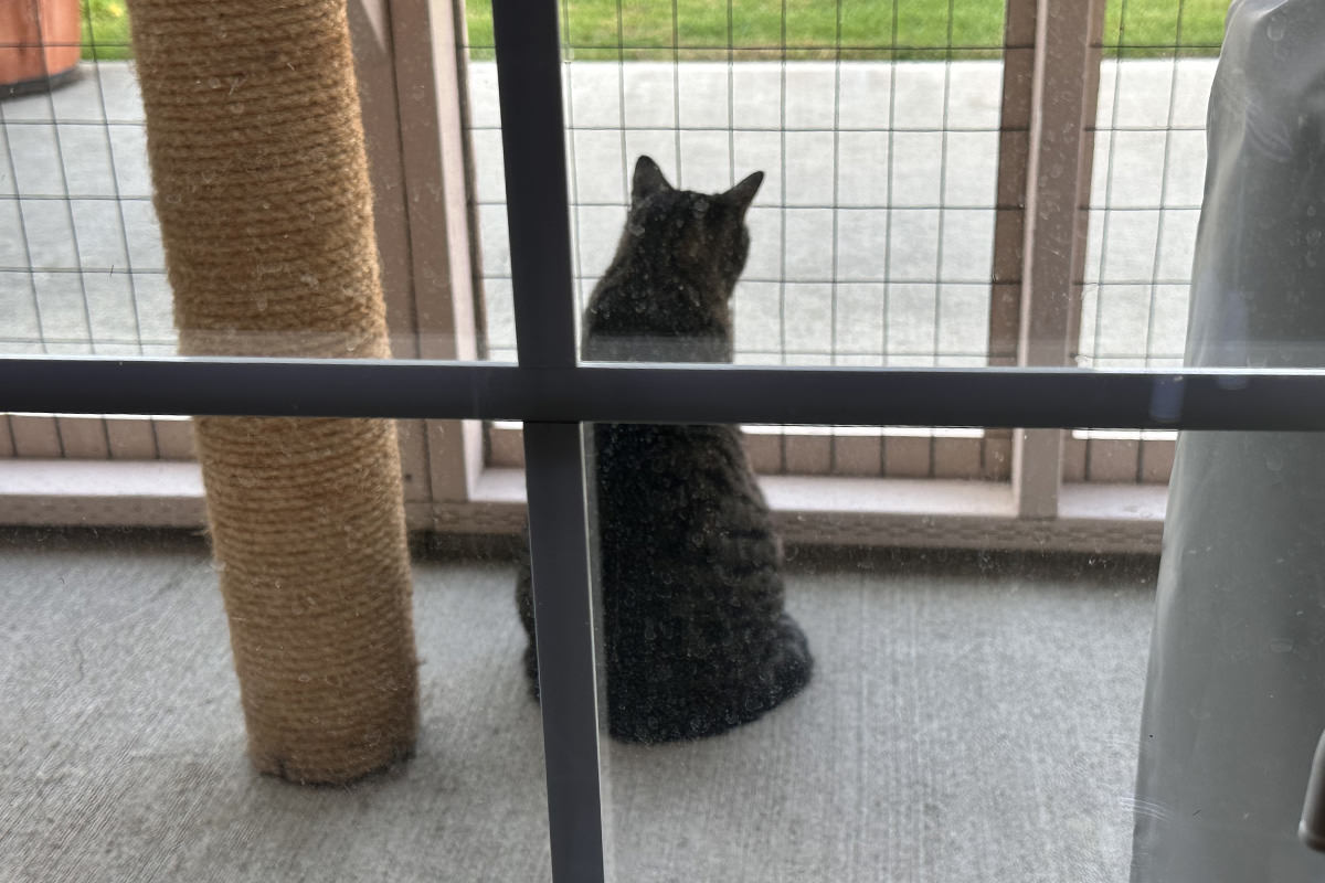 Jake sitting out in the catio looking at the back yeard.