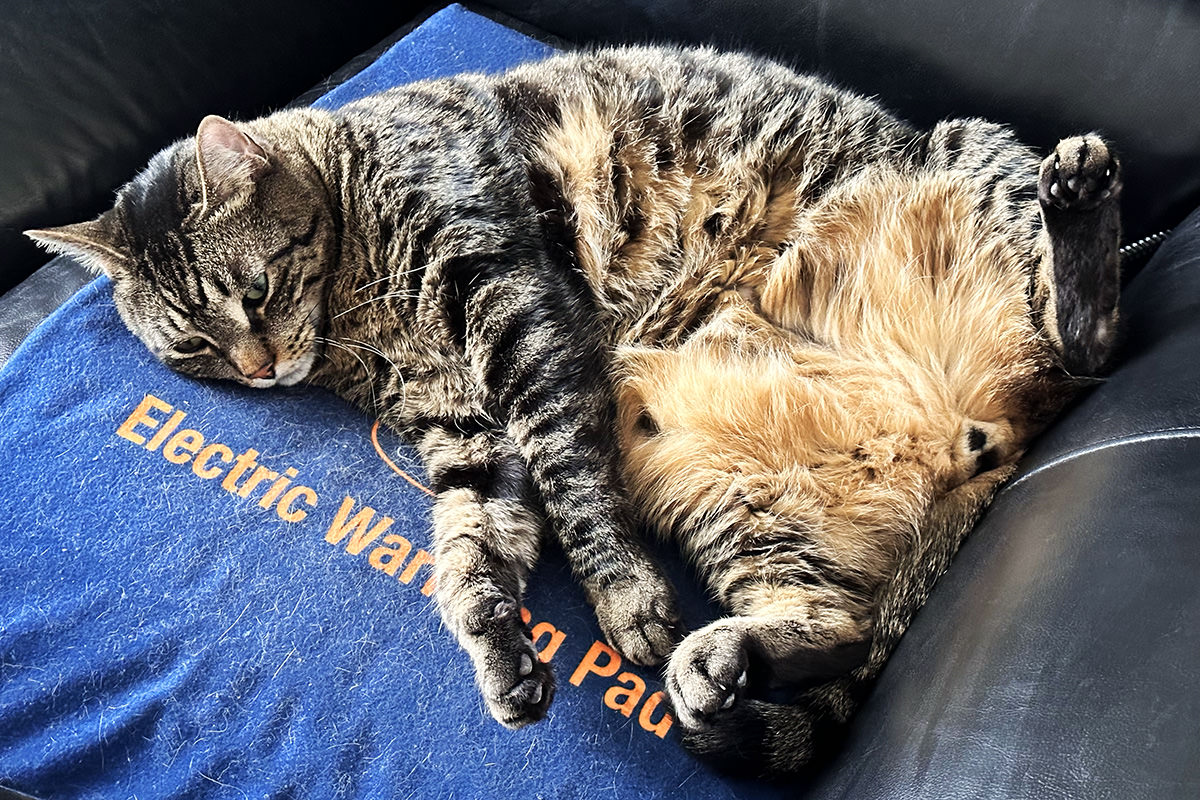 Jake bored on a warming pad, spread-eagle.