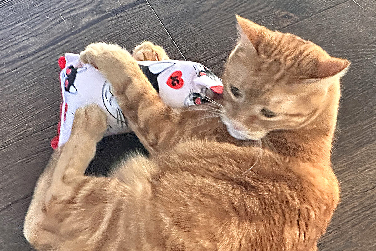 Jenny with her catnip kicker.