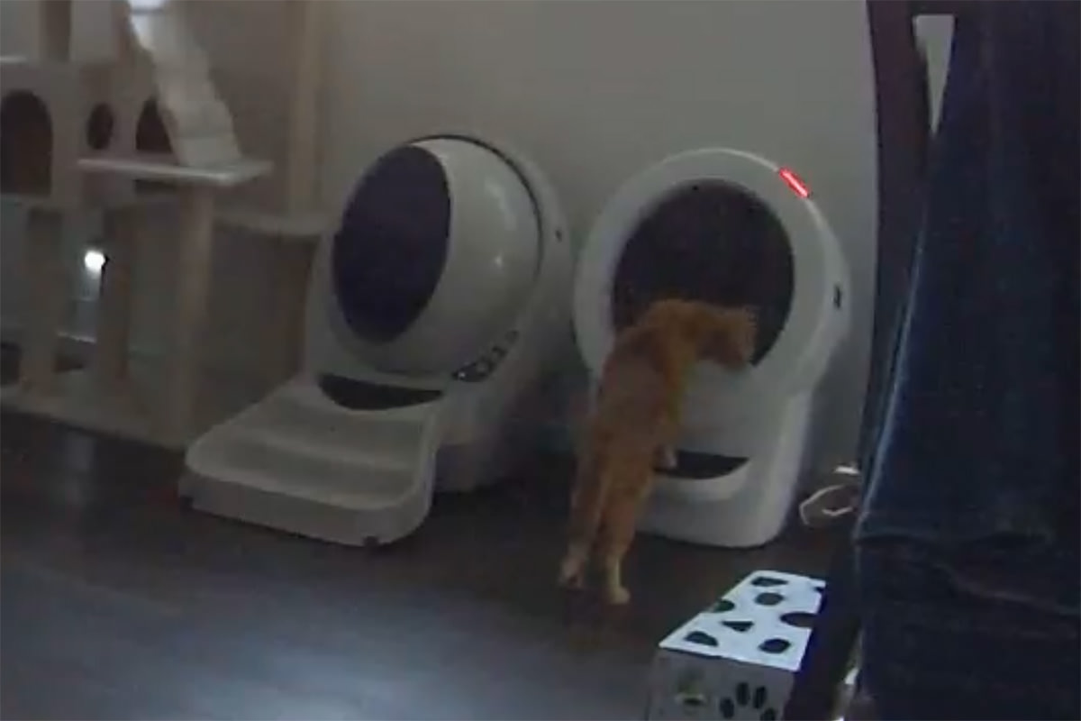 Jenny looking in the Litter-Robot 4