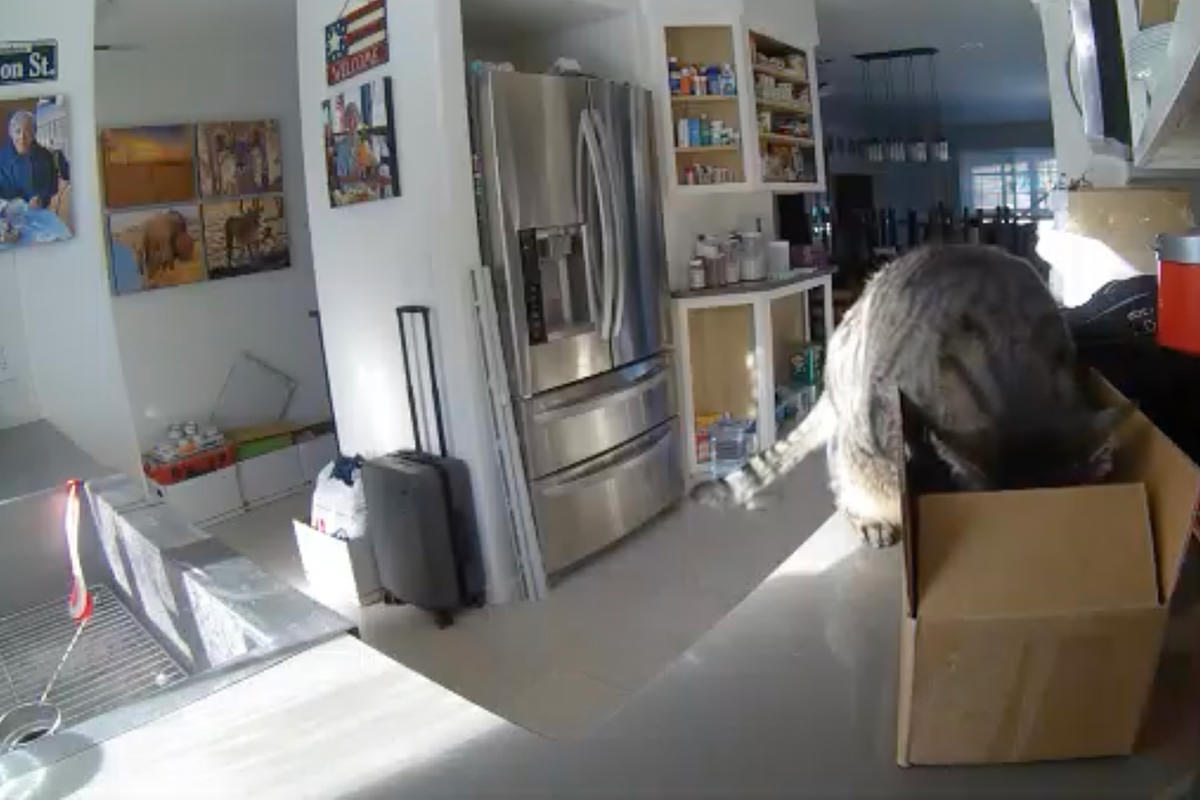 Jake unloading his Thanksgiving Day presents.