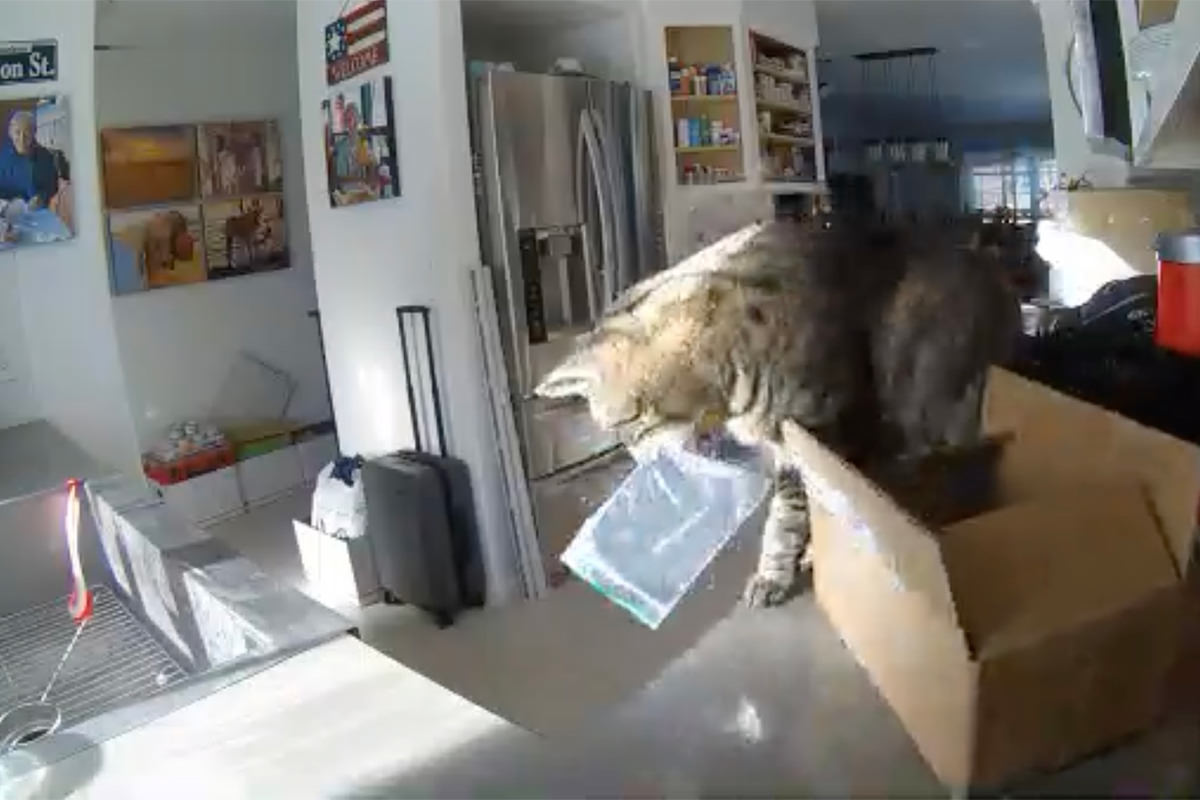 Jake unloading his Thanksgiving Day presents.