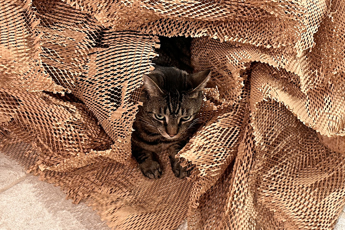 Jake in the paper pile.