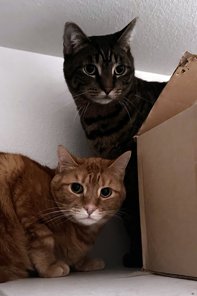 Jake and Jenny cowering in a closet.