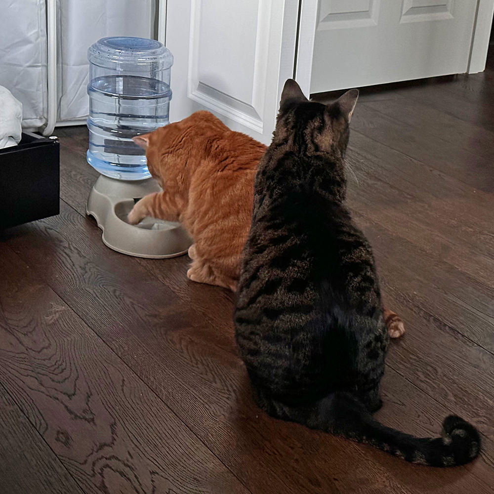 Jenny dipping her paw in the water fountain while her brother waits.