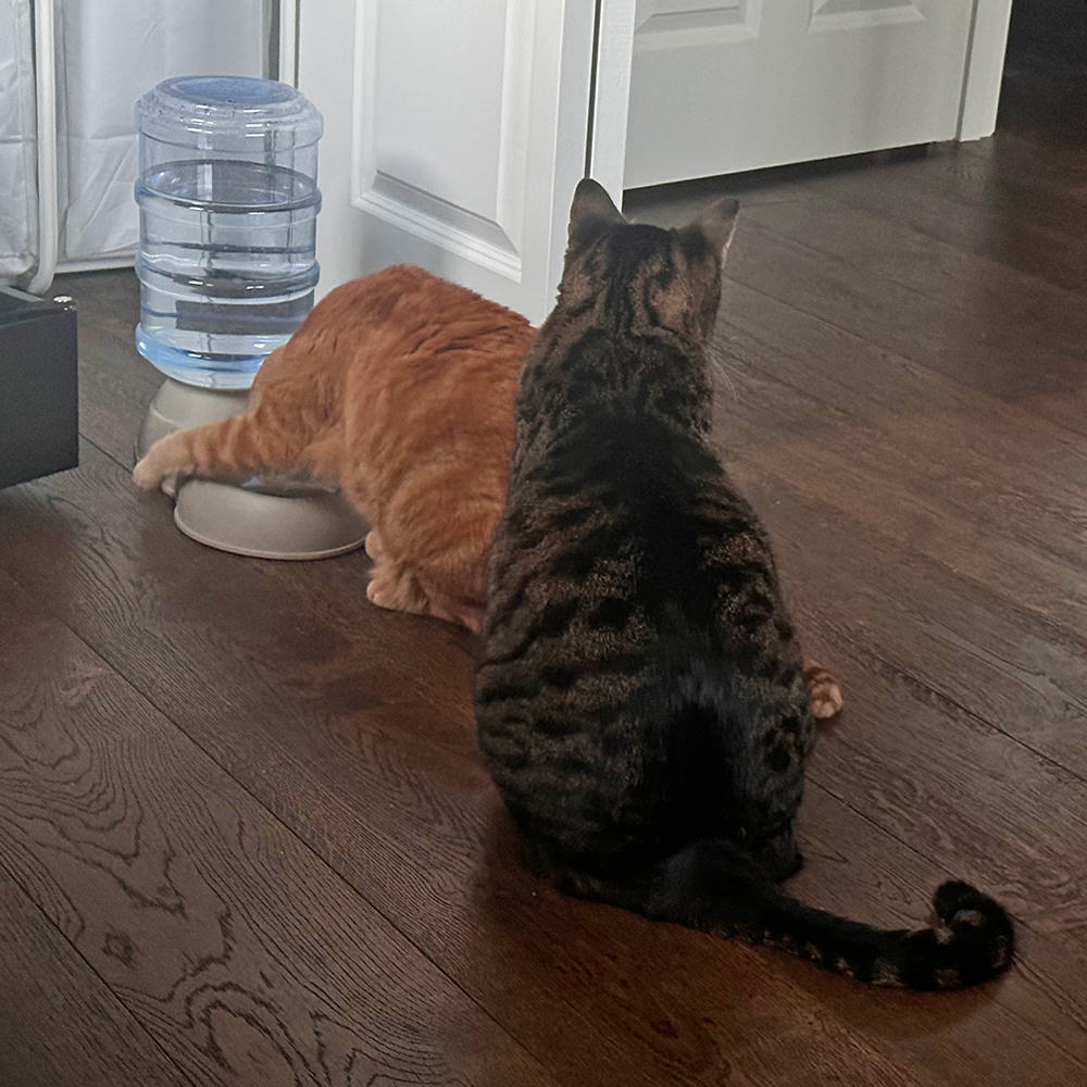 Jenny with her paw over the bowl while her face is in the bowl while her brother waits.