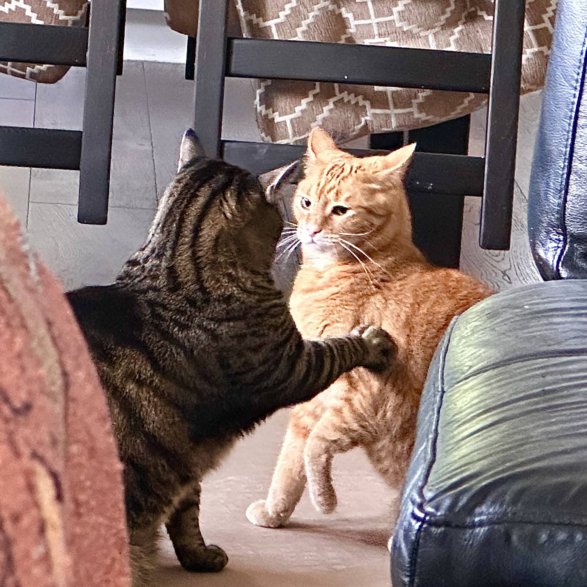 CAT FIGHT!!!