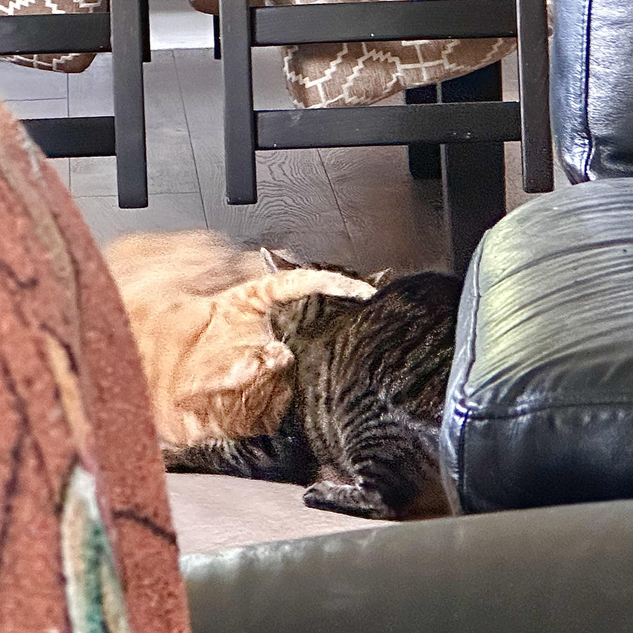 CAT FIGHT!!!