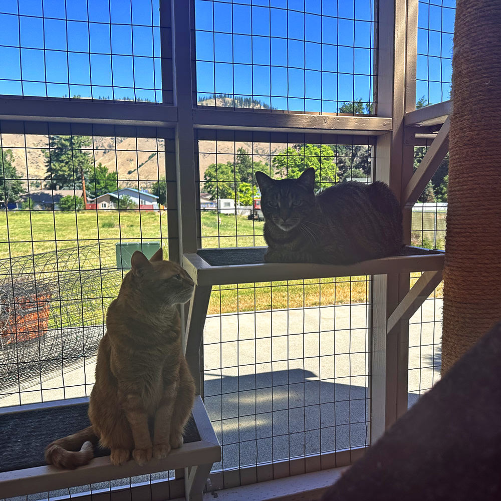 The cats out in the cation one sunny morning.