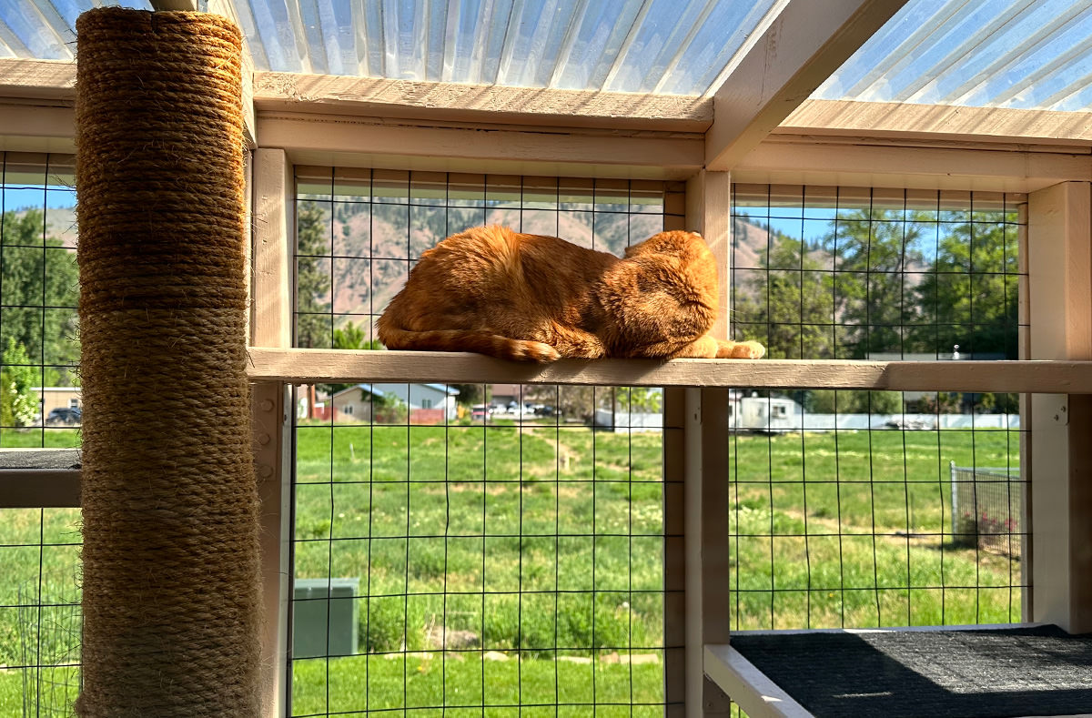 Jenny out in the catio