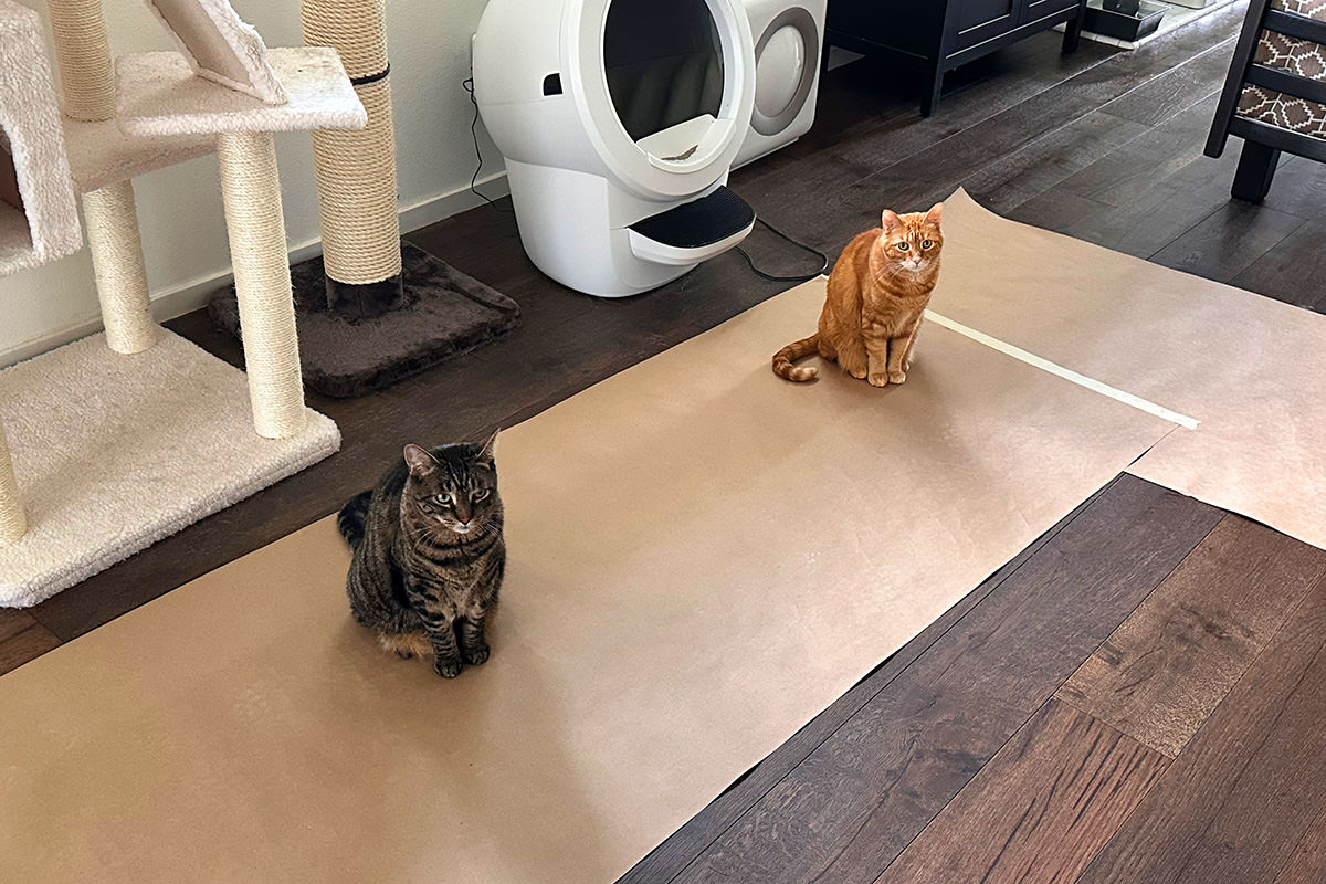 Cats sitting on the floor paper looking like they have no idea what they were doing wrong.