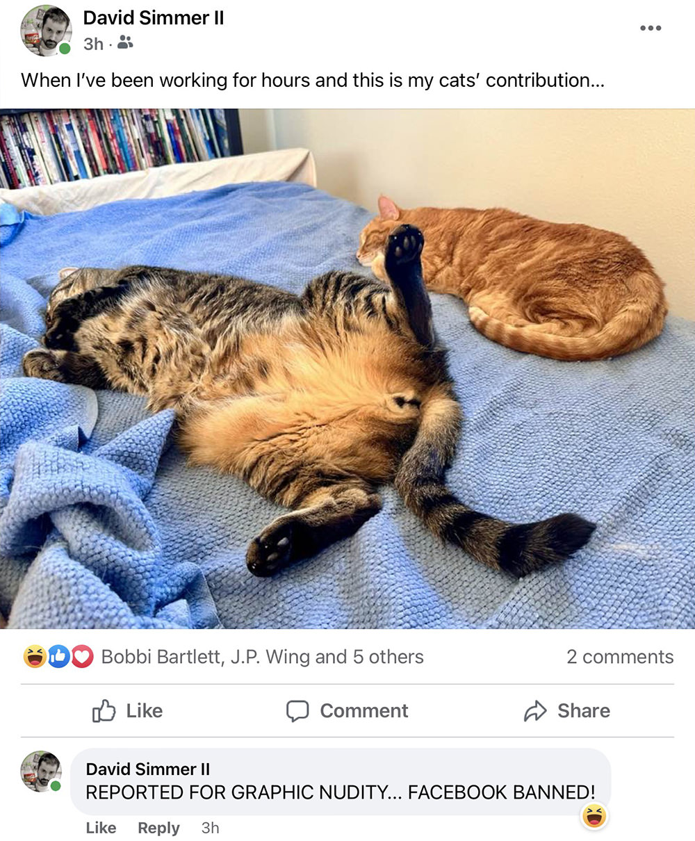 The cats sleeping on my bed... AND THEY ARE NAKED!!!