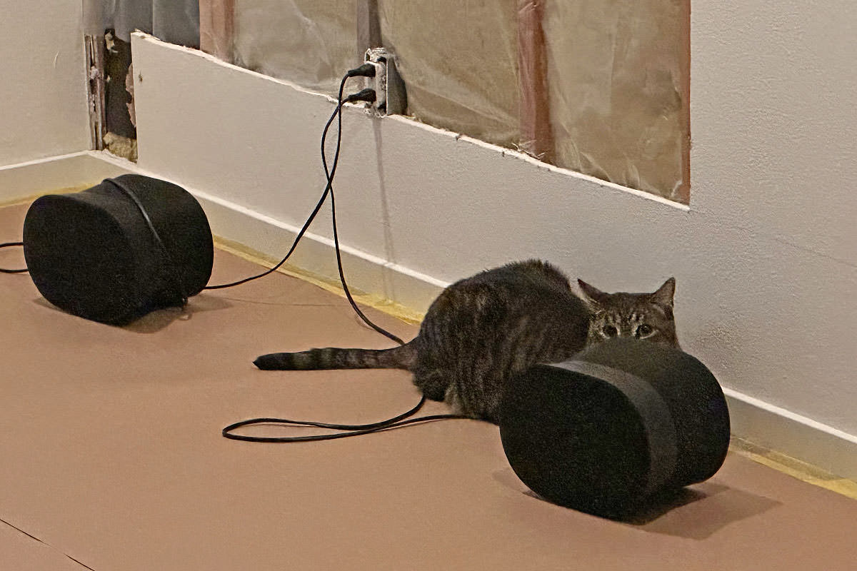 Jake hiding behind a speaker.