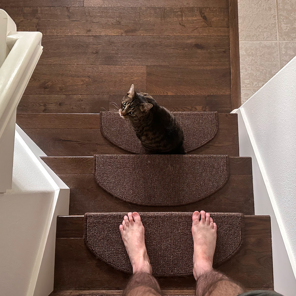 Jake stopped on the stairs as I am trying to get down to feed him breakfast.