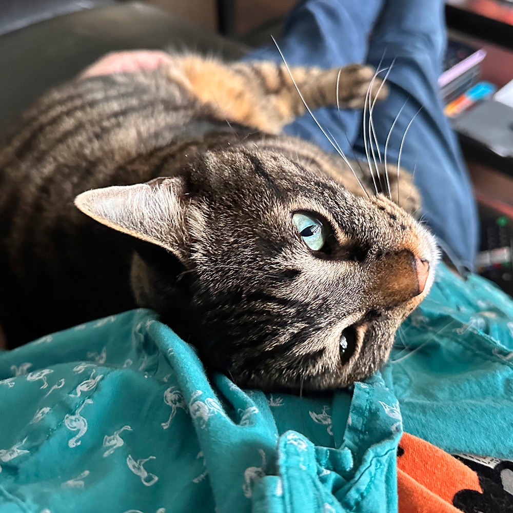 Jake in my lap again.
