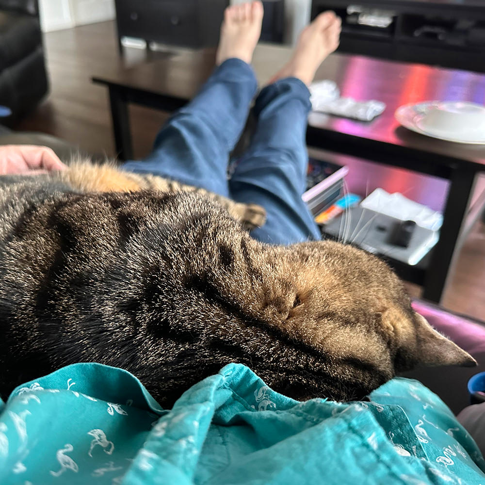 Jake sleeping in my lap.