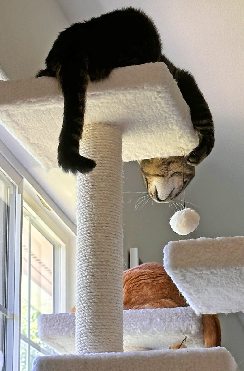 Jake about to pounce...