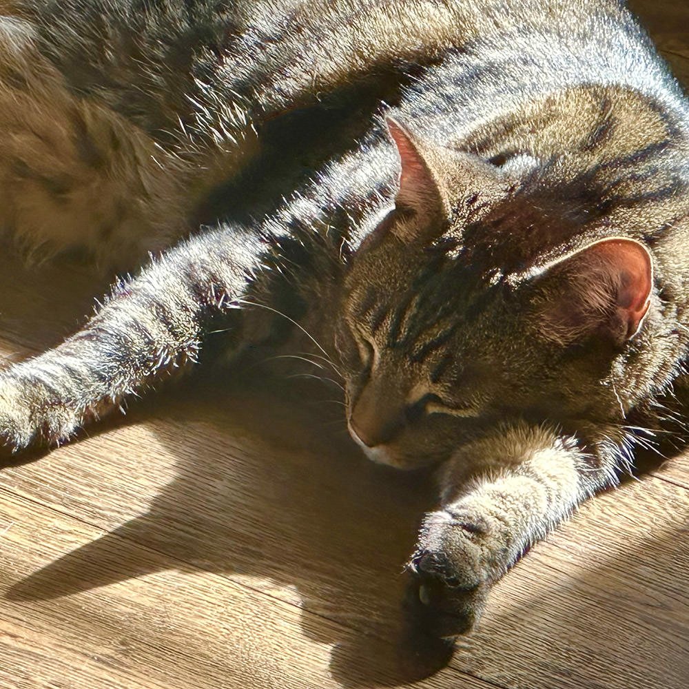 Jakey Bear Sleeping on the Floor for Sunshine.