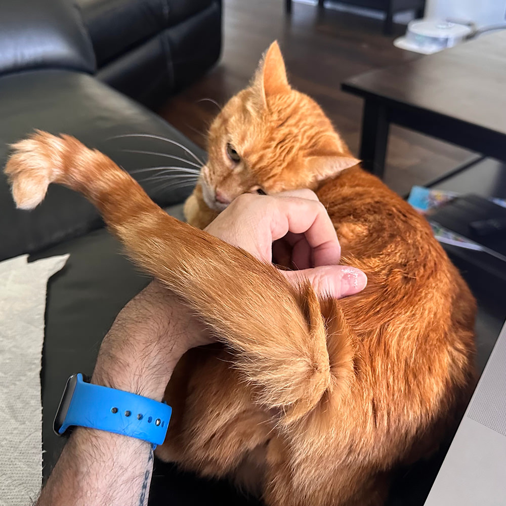 Jenny getting butt scratches.
