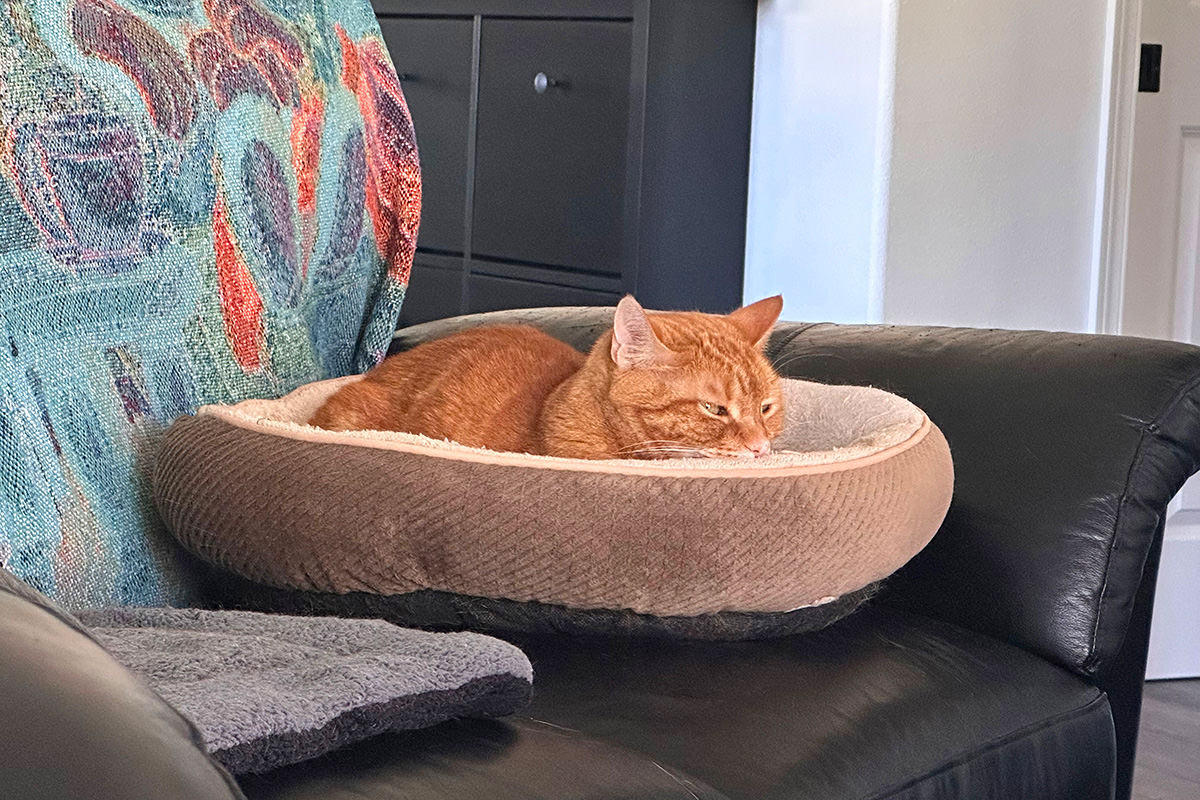Jenny glaring out of her kitty bed fortress.