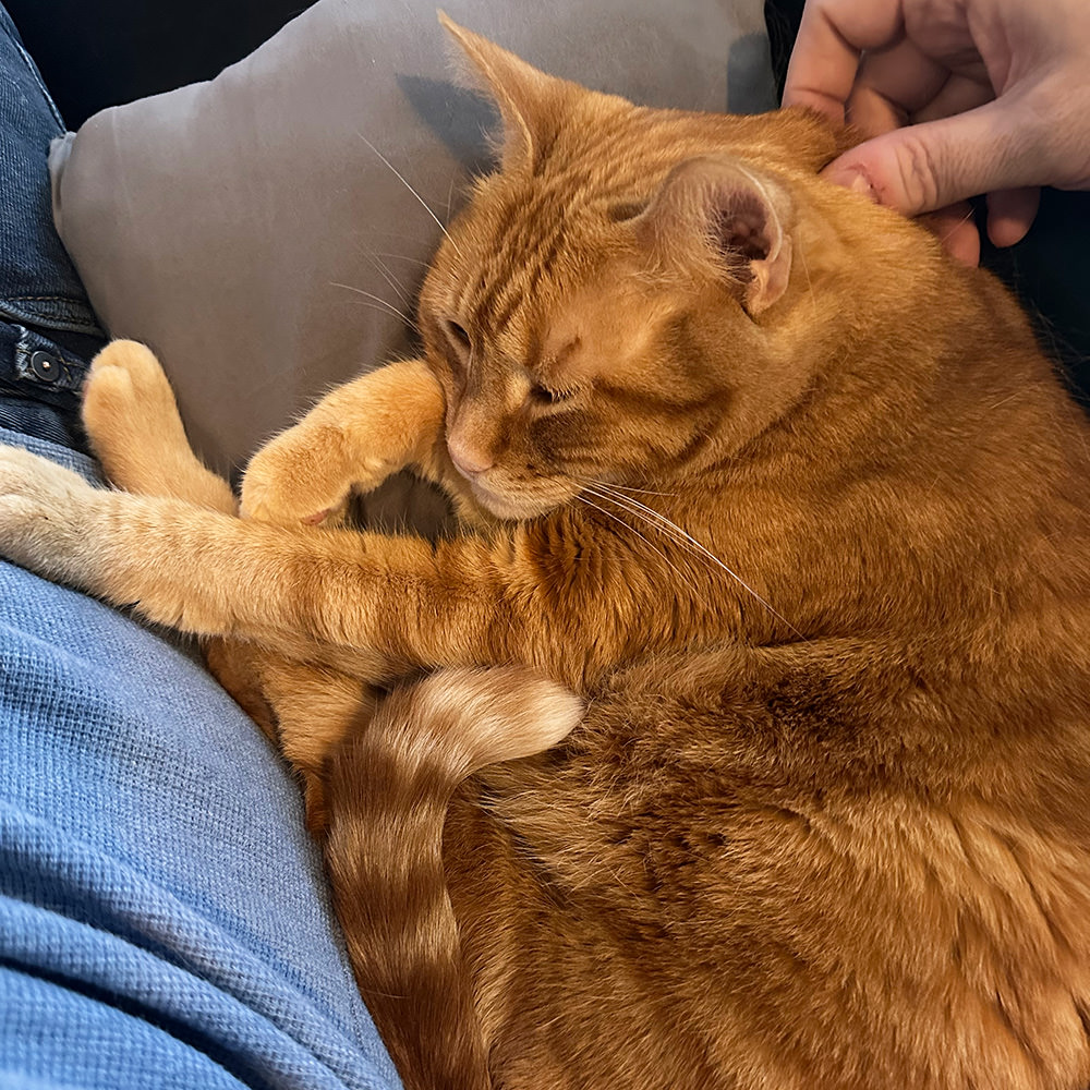 Jenny getting pets.